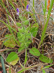 Salvia viridis