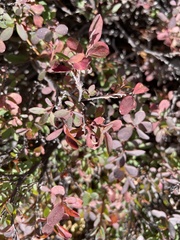 Vaccinium uliginosum