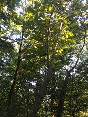 Magnolia macrophylla