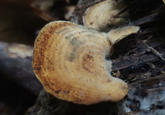 Microporellus