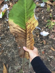 Magnolia macrophylla