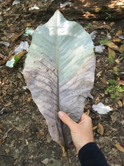 Magnolia macrophylla