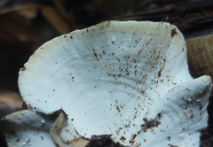 Microporellus