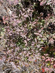 Vaccinium uliginosum