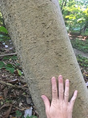 Magnolia macrophylla