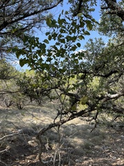 Cercis canadensis texensis