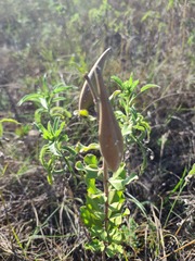 Asclepias viridiflora