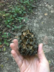 Magnolia macrophylla