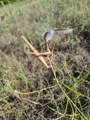 Asclepias stenophylla