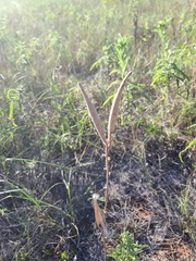 Asclepias stenophylla