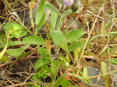 Salvia viridis