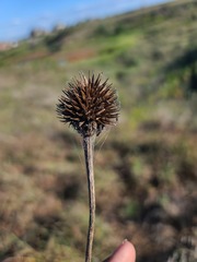 Echinacea angustifolia