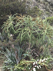 Oreopanax thaumasiophyllus