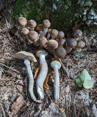 Armillaria sinapina