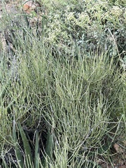 Ephedra