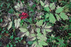 Actaea erythrocarpa