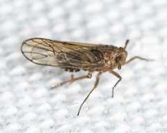 Muellerianella laminalis