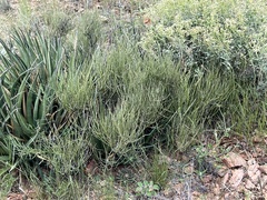Ephedra