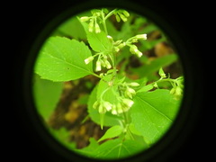 Procecidocharoides penelope