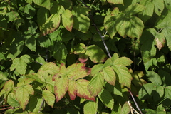 Rubus × idaeoides