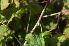 Rubus × idaeoides