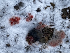 Clethrionomys gapperi