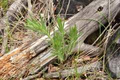 Lithospermum ruderale