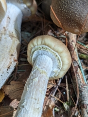 Armillaria sinapina