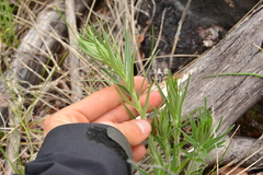 Lithospermum ruderale