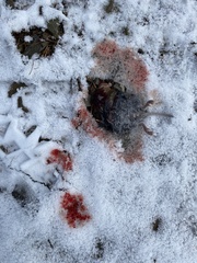 Clethrionomys gapperi