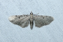 Eupithecia miserulata