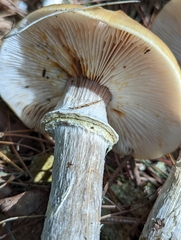 Armillaria sinapina