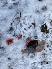 Clethrionomys gapperi