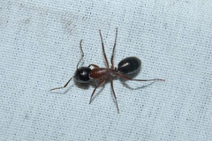 Camponotus texanus