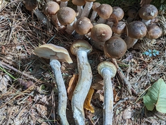 Armillaria sinapina