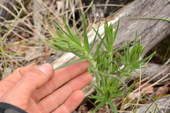 Lithospermum ruderale