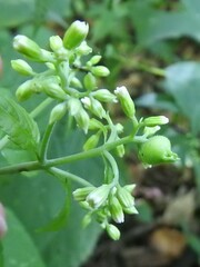 Schizomyia eupatoriflorae