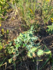 Argemone polyanthemos