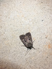 Lacinipolia renigera