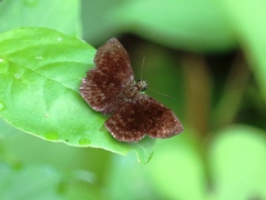 Carcharodini