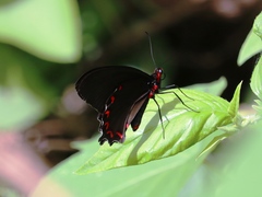 Parides montezuma