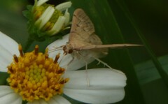 Herpetogramma bipunctalis