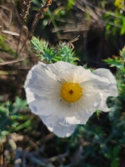 Argemone polyanthemos