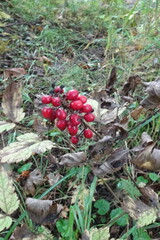 Actaea erythrocarpa