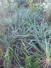 Yucca arkansana