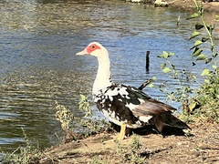 Cairina moschata domestica