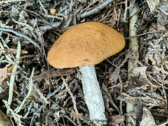 Leccinum