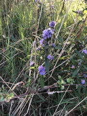 Symphyotrichum laeve