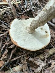 Leccinum