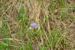 Polemonium pulcherrimum
